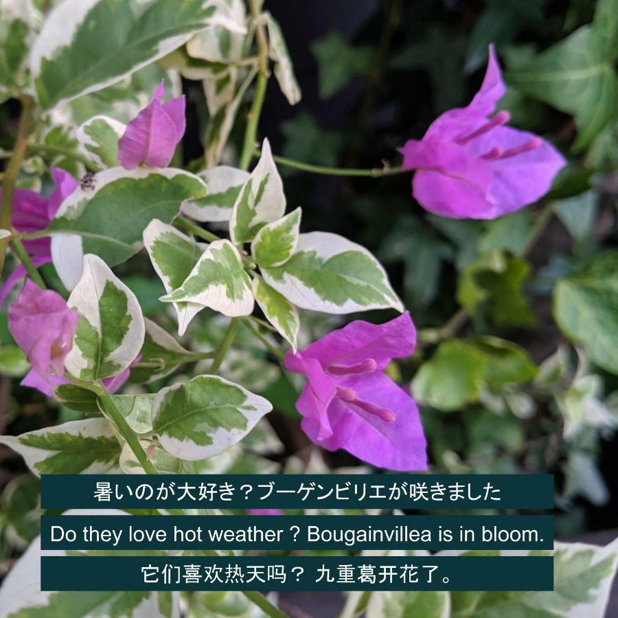 名古屋 京屋旅馆-仅限12歳以上酒店 外观 照片